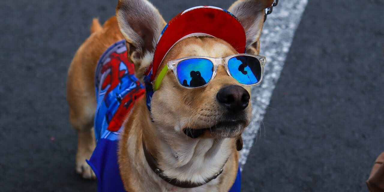 dogwithsunglasses